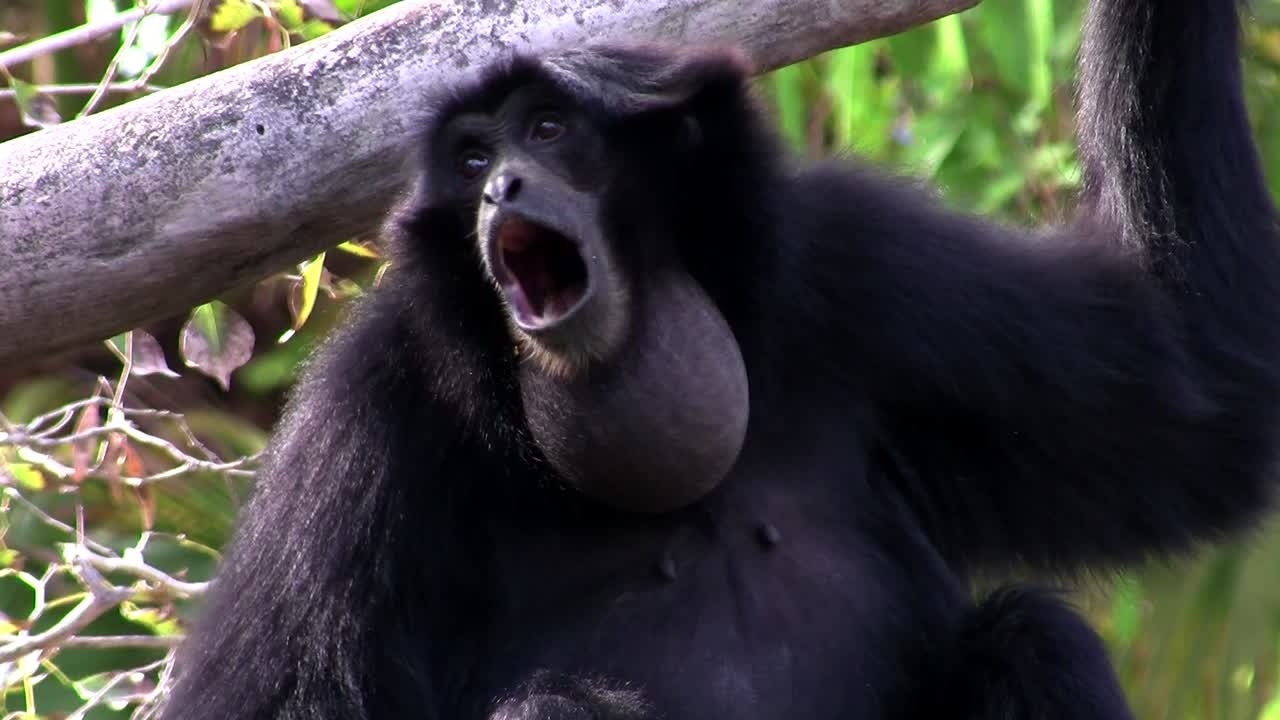 나무에 매달린 인도네시아의 샴긴팔원숭이 3