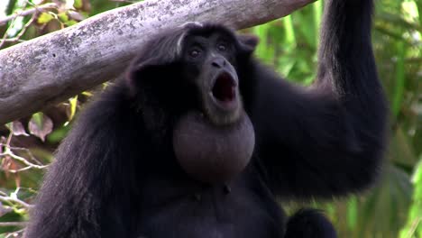 un gibón siamang de indonesia cuelga de un árbol 3