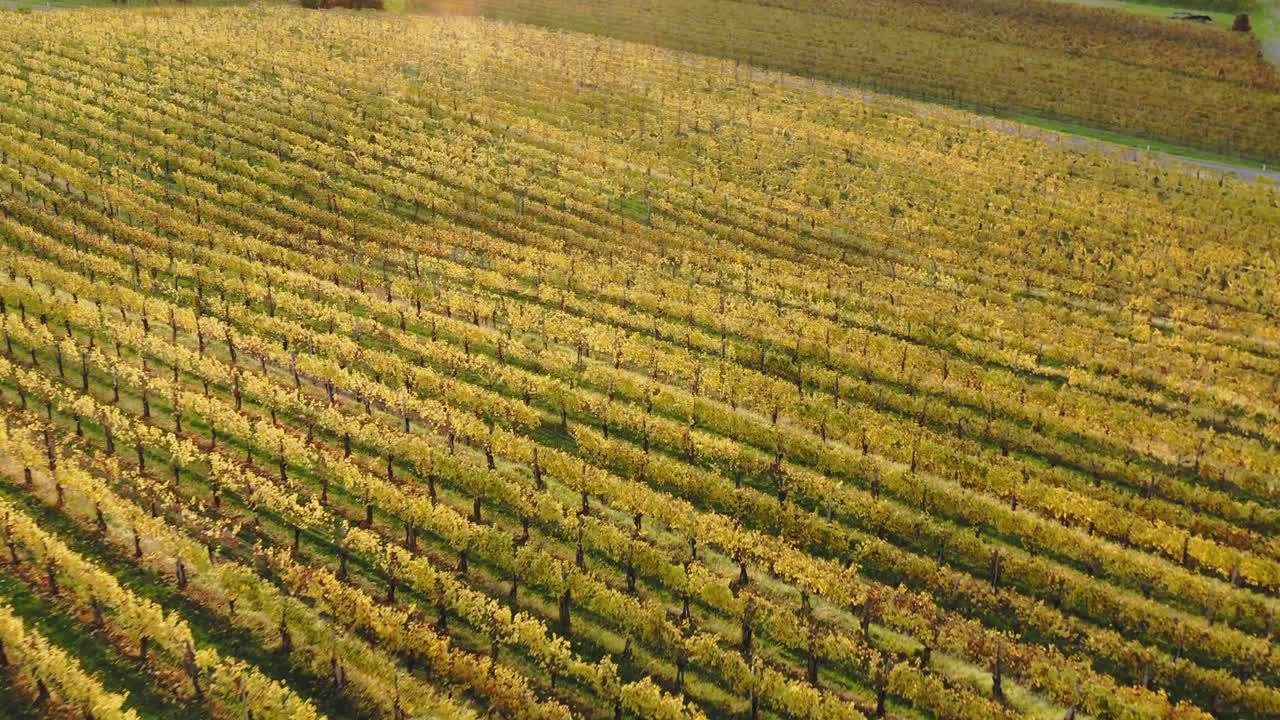 Vista aerea di suggestivi filari di vigneti giallo dorato in autunno al tramonto.