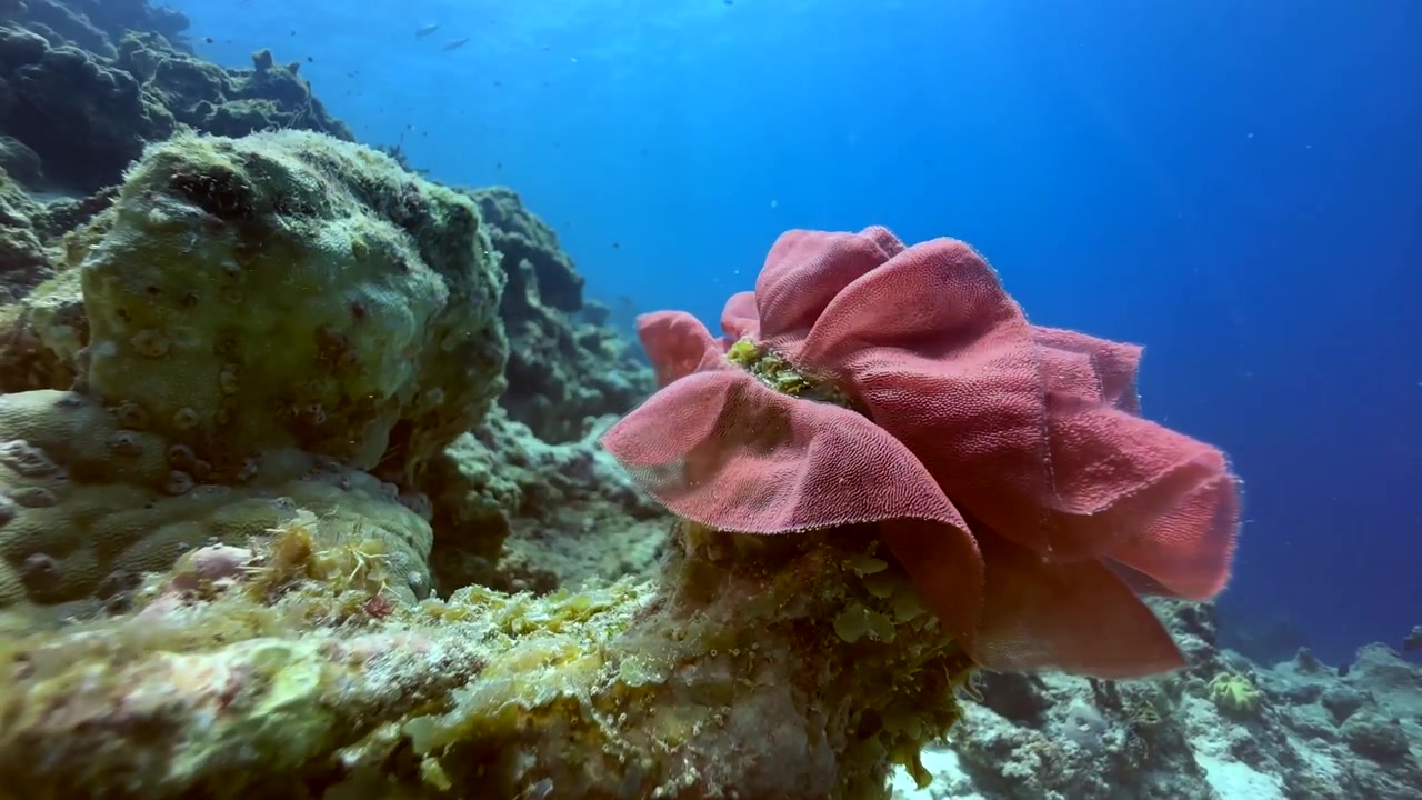 Primo piano di uova di nudibranco attaccate a una barriera corallina vicino all'isola di Mnemba, Zanzibar, Tanzania