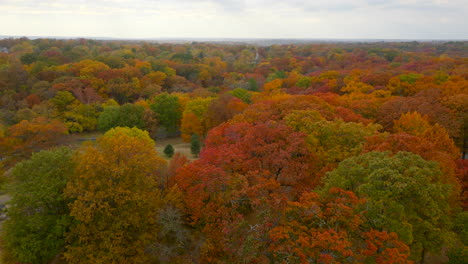 flyover gorgeous autumn trees at peak color in missouri on a beautiful day