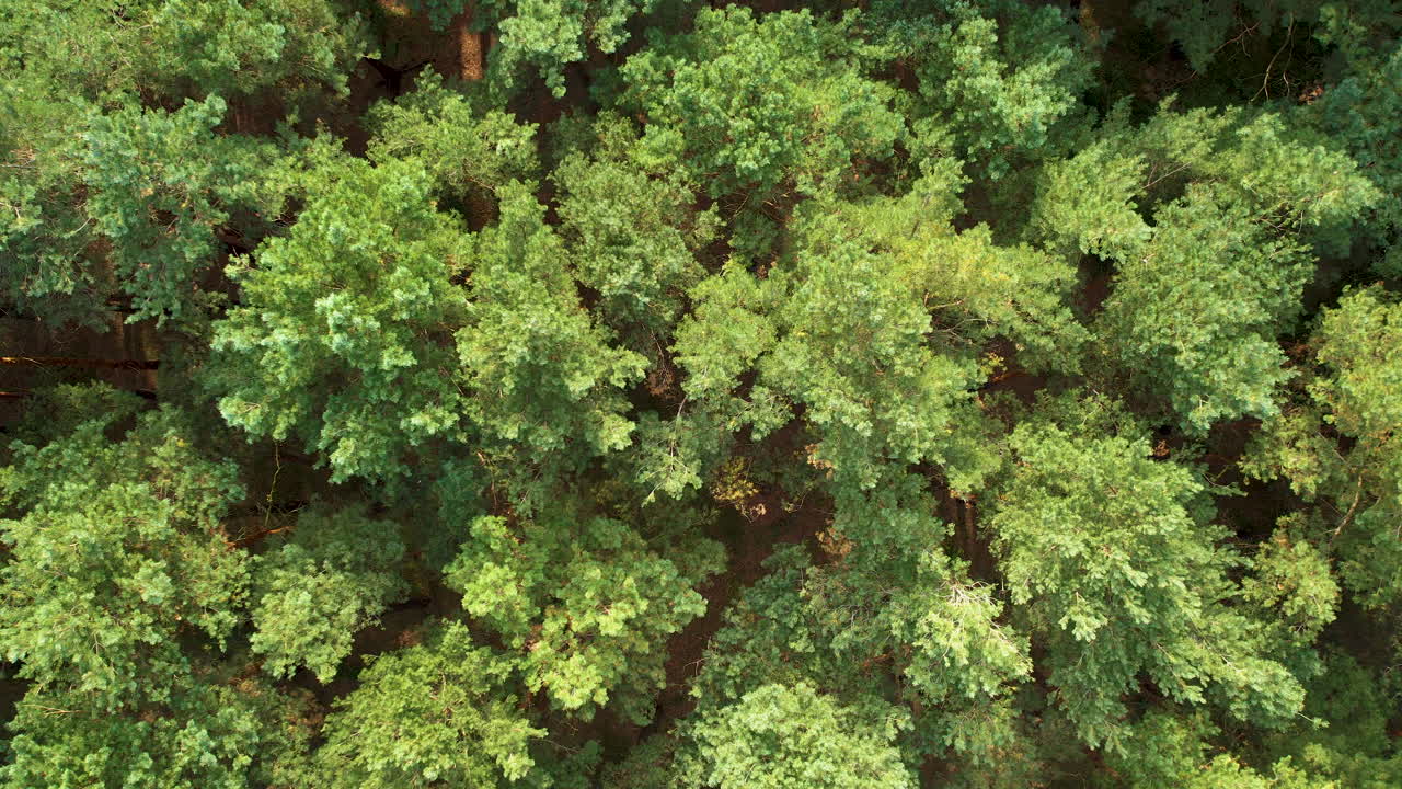 Ascending top down shot of forest trees lighting by sun in Poland
