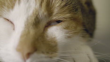 cute domestic tabby cat falling asleep, close up