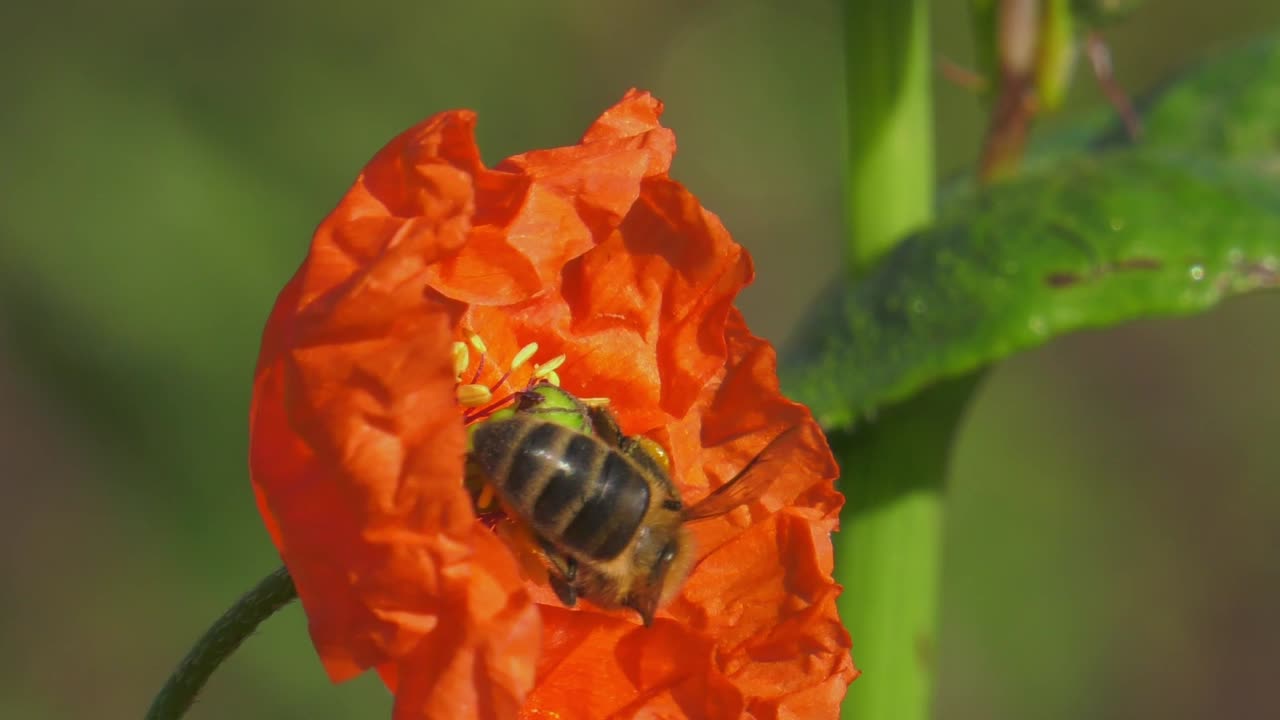 꿀, 봄철, 슬로모, 양귀비, 클로즈업 매크로를 수집하는 꽃 위의 꿀벌