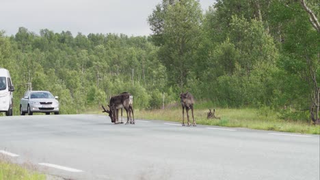 Astas-De-Ciervo-En-La-Carretera-Cerca-Del-Parque-Nacional-Anderdalen,-Senja-Noruega