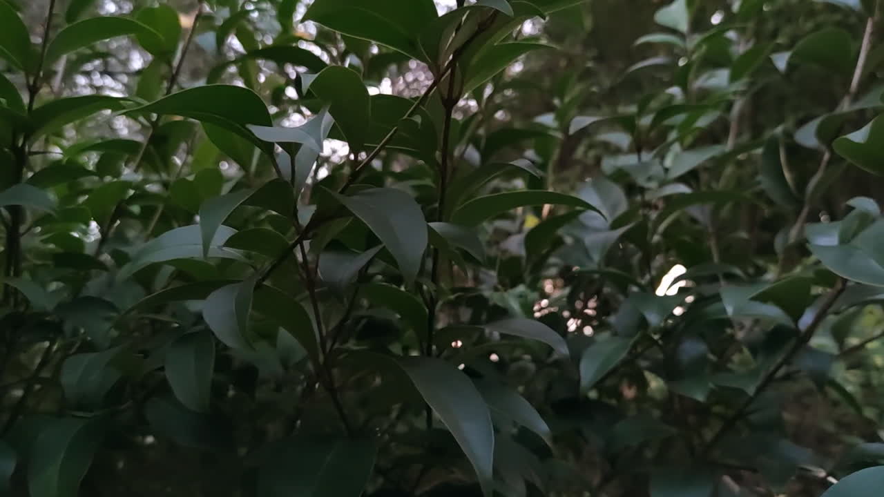 primer plano de hojas verdes en el bosque - toma manual
