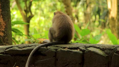 Macaco-Balinés-De-Cola-Larga-Sentado-Mirando-Hacia-Otro-Lado-En-La-Parte-Superior-De-Una-Pared-De-Piedra---Primer-Plano-Medio