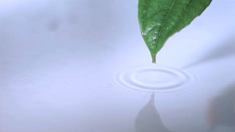 droplet falling off leaf in super slow motion while it is raining