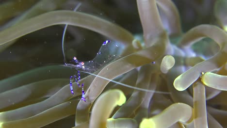 pequeños camarones de anémona transparentes sentados en brazos de anémona de mar