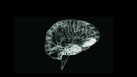 gráfico giratorio transparente del cerebro humano