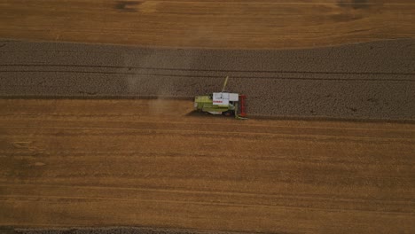 Harvesting-wheat-crops-in-a-field