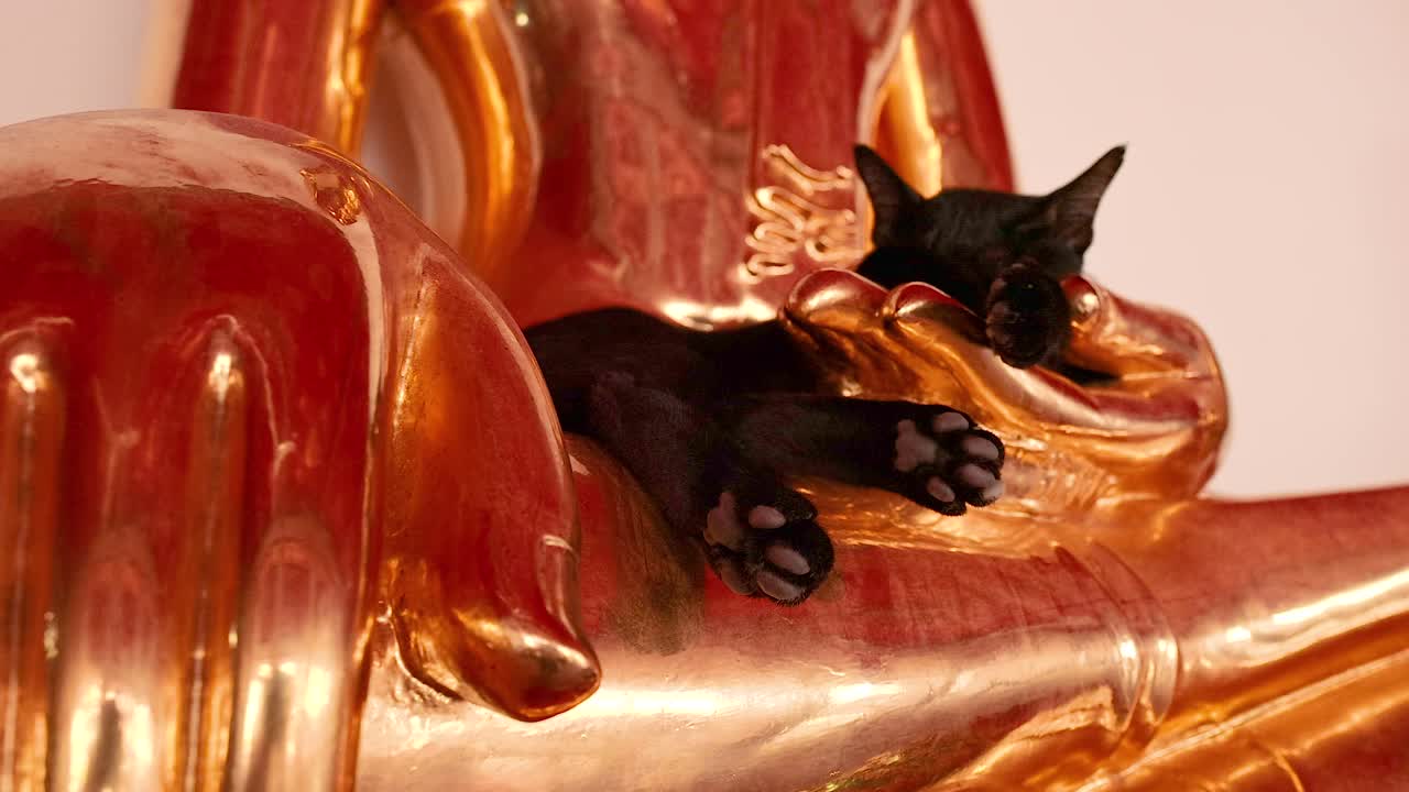 un gato negro descansa pacíficamente en una estatua dorada de buda en wat pho, bangkok, capturado con iluminación cálida y encuadre constante