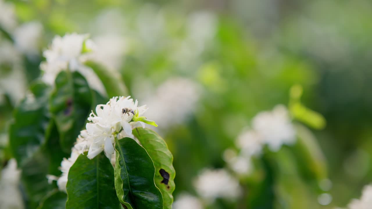 Close up slow motion view in slow motion of a Bee collecting pollen from a white little flower.