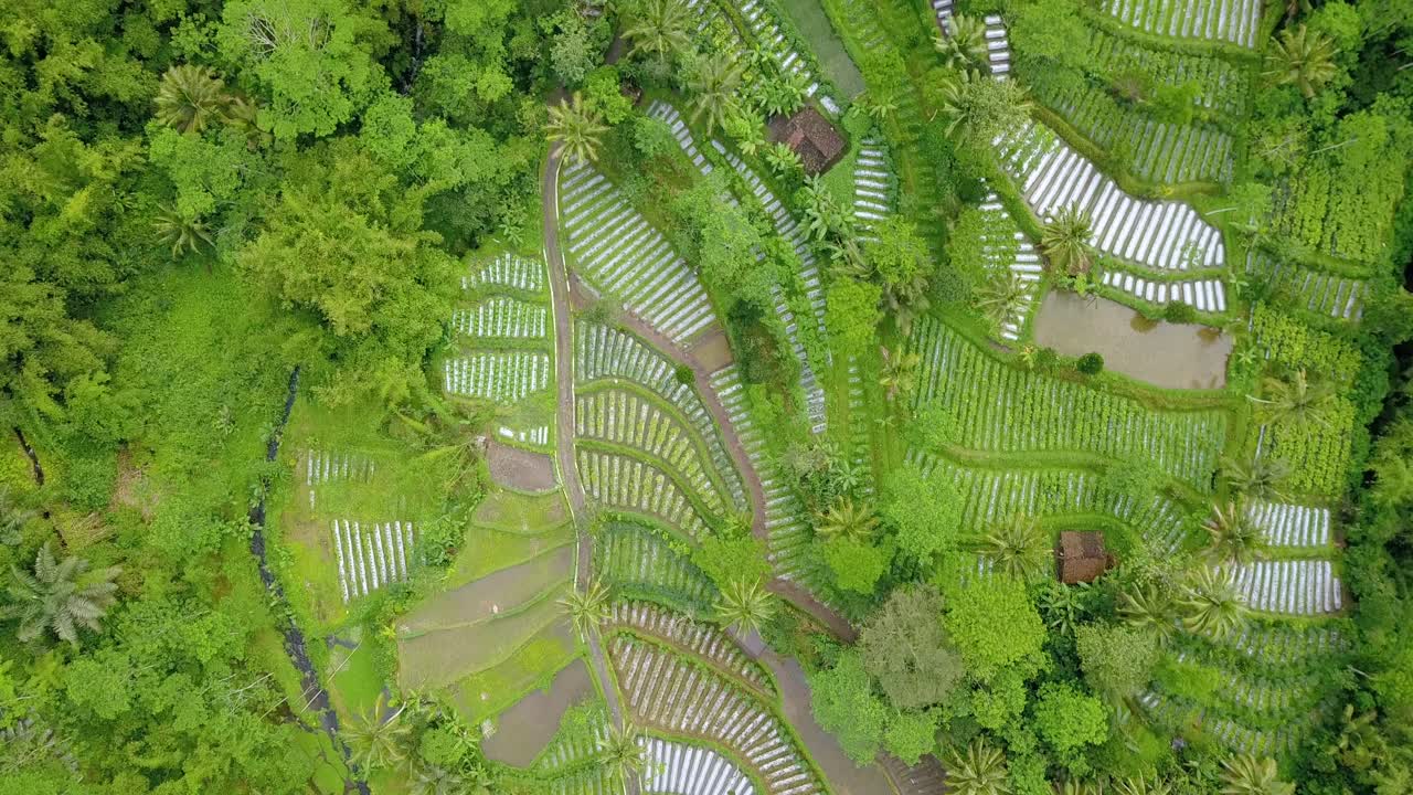 tiro de drone de plantación de vegetales verdes en la ladera de la montaña