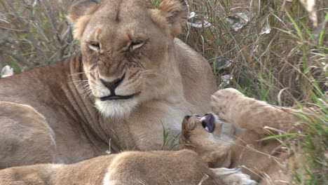 lioness grooming playful cub, lion cub