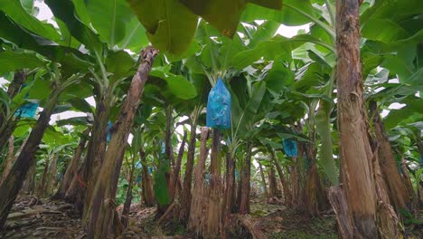 Frondosos-árboles-De-Plátano-En-Una-Plantación,-Con-Cestas-De-Frutas-Verdes-Protegidas-Por-Bolsas-De-Plástico-Azul