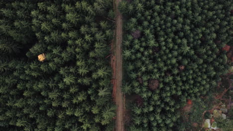 Toma-Aérea-De-Arriba-Hacia-Abajo-De-Una-Carretera-En-Un-Paisaje-Forestal-Salvaje,-árboles-Impresionantes