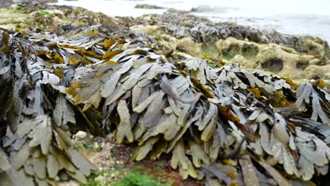 paisaje marino cubierto de algas rocosas de cerca con las olas del océano salpicando en el fondo dolly izquierda