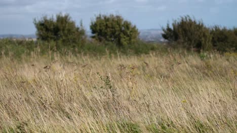 grass sways gently in the summer breeze