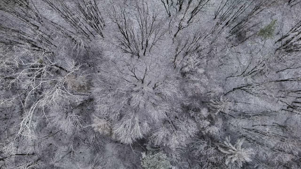 Top down aerial view of a snowy forest in Kauno Marios regional park, Lithuania, showcasing the serene beauty of nature during winter with a blanket of white snow covering the trees
