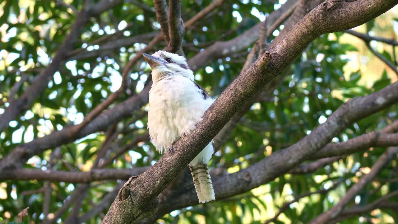 Primer plano de una cucaburra gritona salvaje (Dacelo novaeguineae) posada en la rama de un árbol en su hábitat natural, ahuecando sus plumas en un día ventoso.