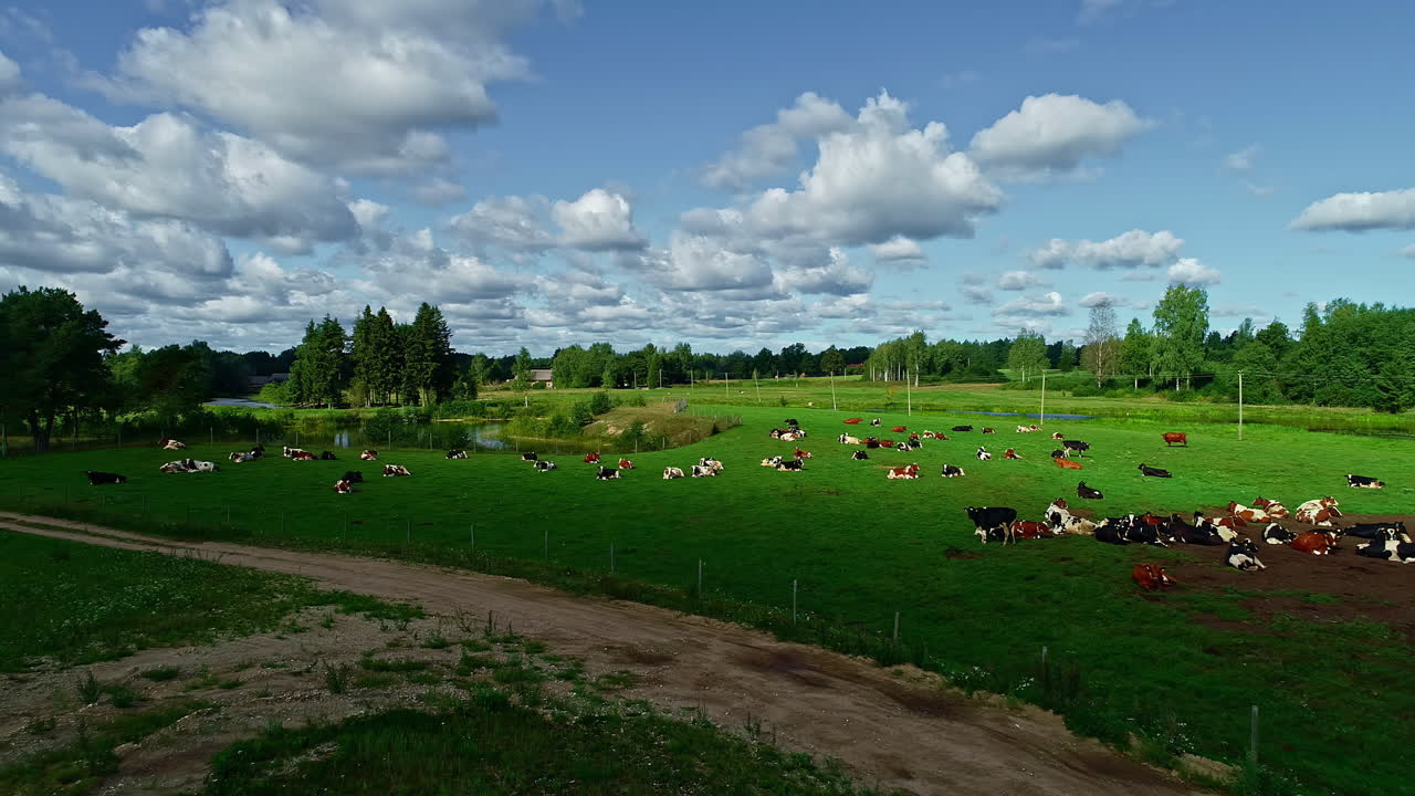 Vista aérea revelando um grupo de vacas leiteiras frísias a relaxar num pasto verde ao sol