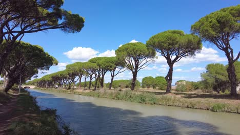 grove of trees on a canal in the south of france