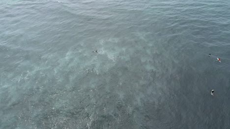 vista aérea. imágenes aéreas de drones de las olas del océano, una tortuga nadando en las olas