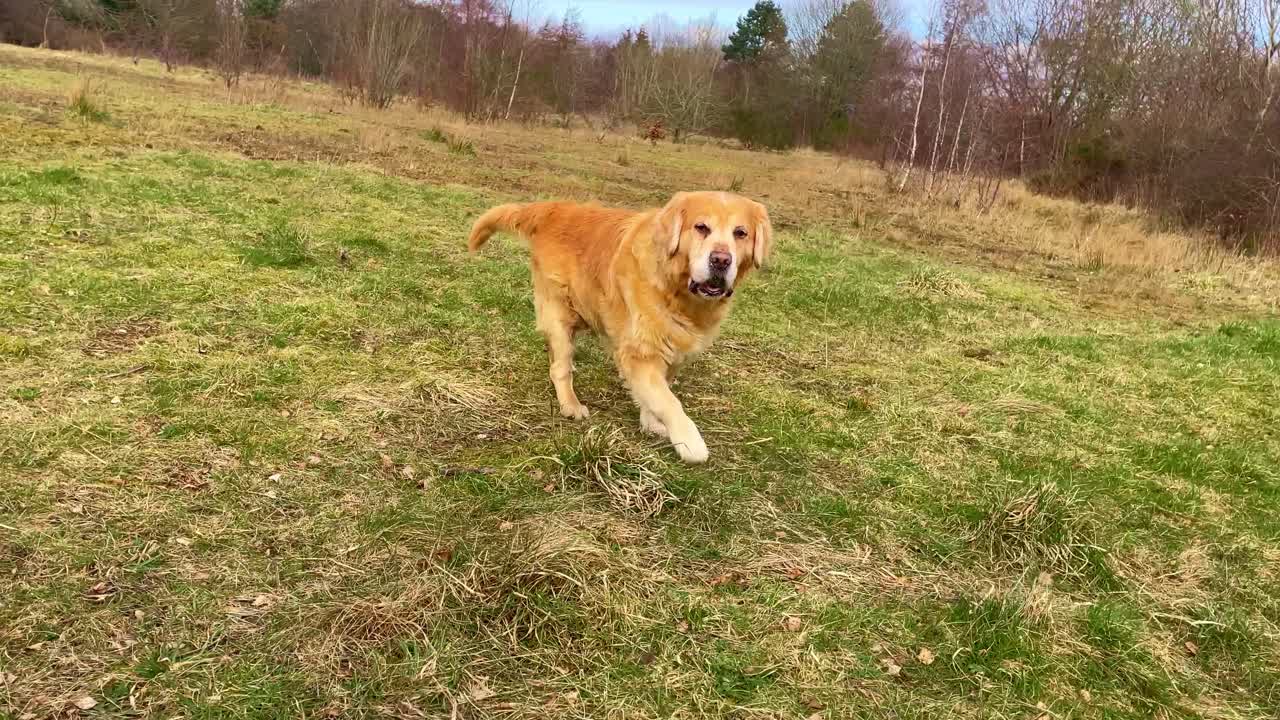 작은 공을 들고 산책하는 경보 해피 골든 리트리버의 추적 샷