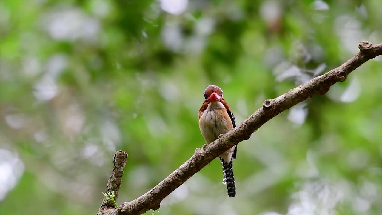 un martín pescador de árboles y una de las aves más hermosas que se encuentran en tailandia dentro de las selvas tropicales