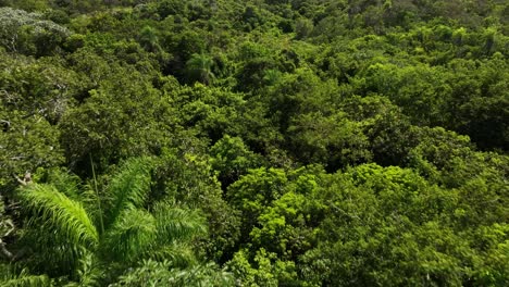 Grupo-De-Personas,-Hombres-Y-Mujeres-Perdidos,-Explorando-La-Densa-Selva-Tropical-Y-La-Selva-Tropical