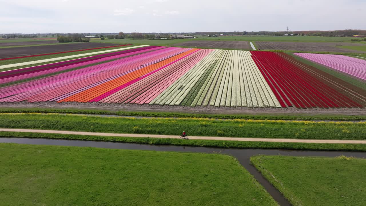 Veduta aerea di campi di tulipani con ciclisti che pedalano attraverso il colorato paesaggio olandese.