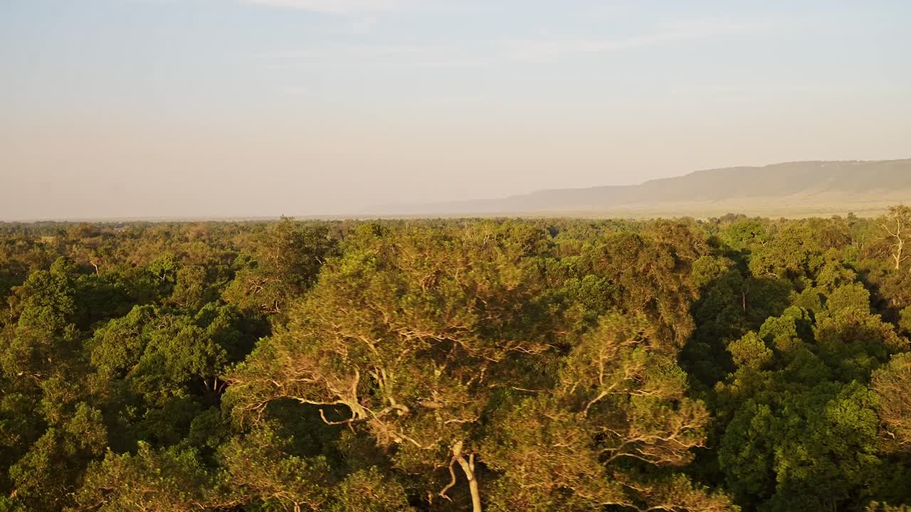 아프리카 풍경 아름다운 숲 풍경과 나무의 공중 촬영 놀라운 황금 태양 빛, 케냐의 마사이 마라 핫 에어 풍선 타기 비행 전망 위에서 서서히 아프리카 자연 위를 날아