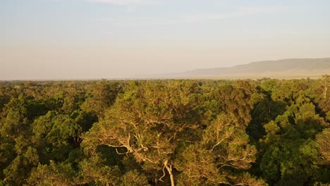 Toma-Aérea-Del-Paisaje-De-áfrica-Del-Hermoso-Paisaje-Forestal-Y-Los-árboles-En-La-Increíble-Luz-Dorada-Del-Sol,-Masai-Mara-En-Kenia-Desde-Un-Paseo-En-Globo-Aerostático-Vista-De-Vuelo-Desde-Arriba-Volando-Lentamente-Sobre-La-Naturaleza-Africana