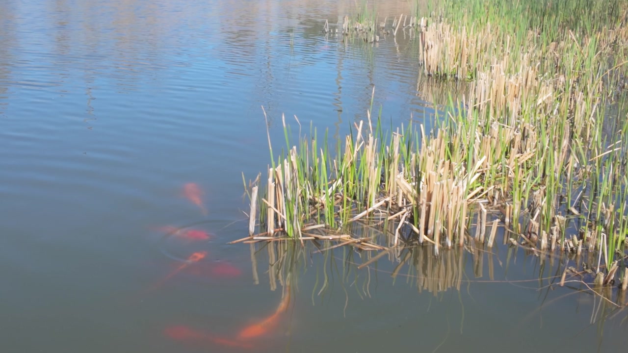 Koi swimming around and approaching plants in a summer pond.
