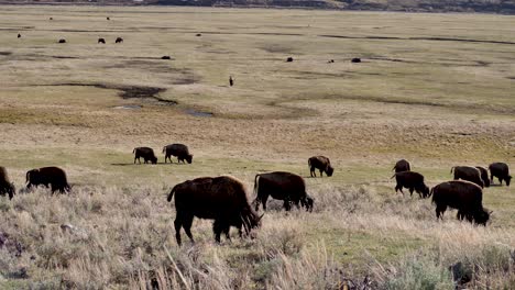 Herd-of-Bison-Grazing-in-Lamar-Valley