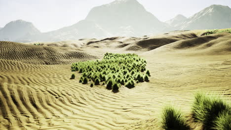 vast desert landscape with lush greenery amidst sandy dunes and mountains