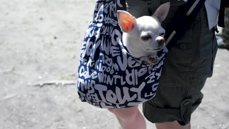 small dog in a pocket carrier