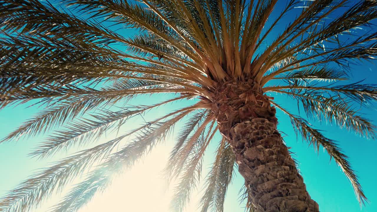 date palm plantation deglet nour with sun rays in the region of biskra algeria