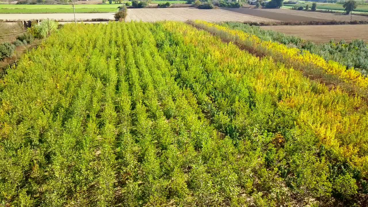 vista aérea de drones de árboles frutales plantados en el jardín
