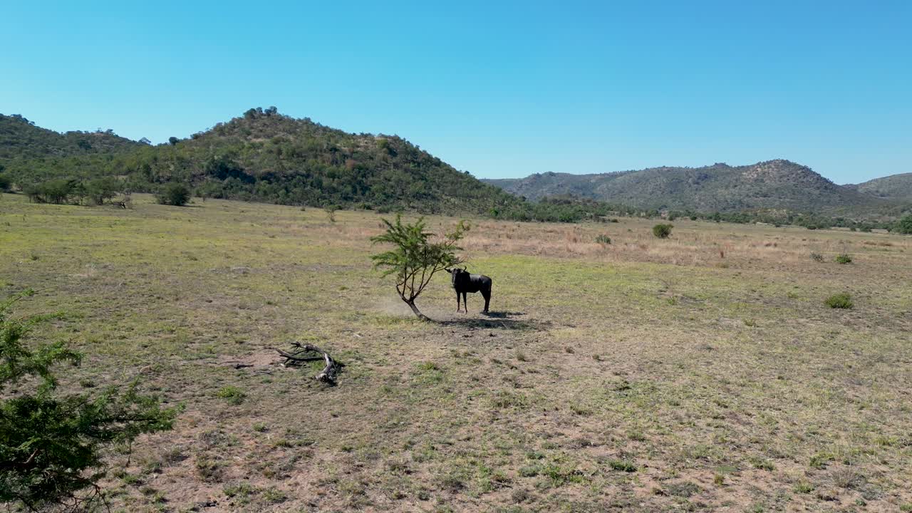 gnu salvaje en rustenburg en el noroeste de sudáfrica