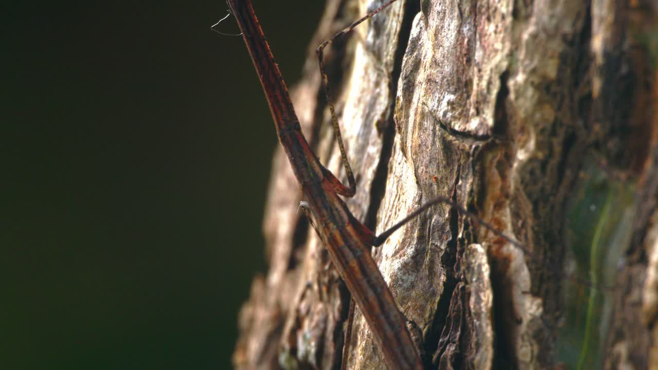 Hidden in plain sight, a Carrikerella mantis expertly camouflages on tree bark in Peru's jungle.