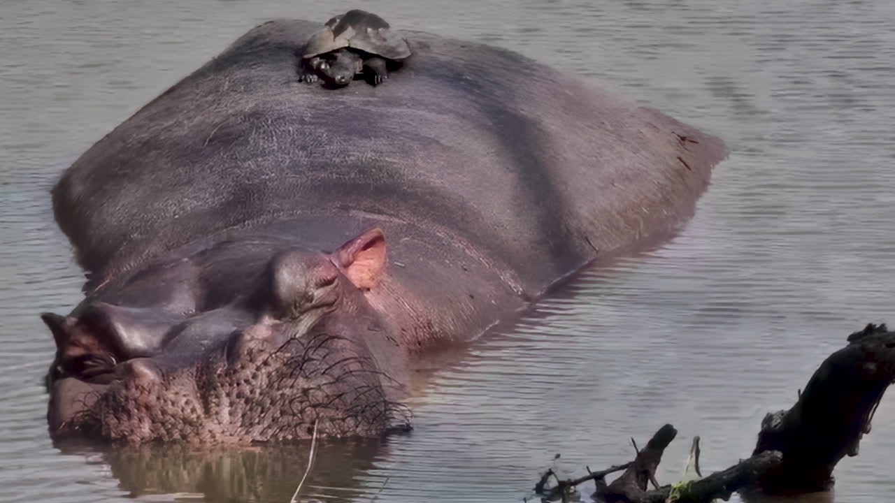 Hippo and Turtle in the Water