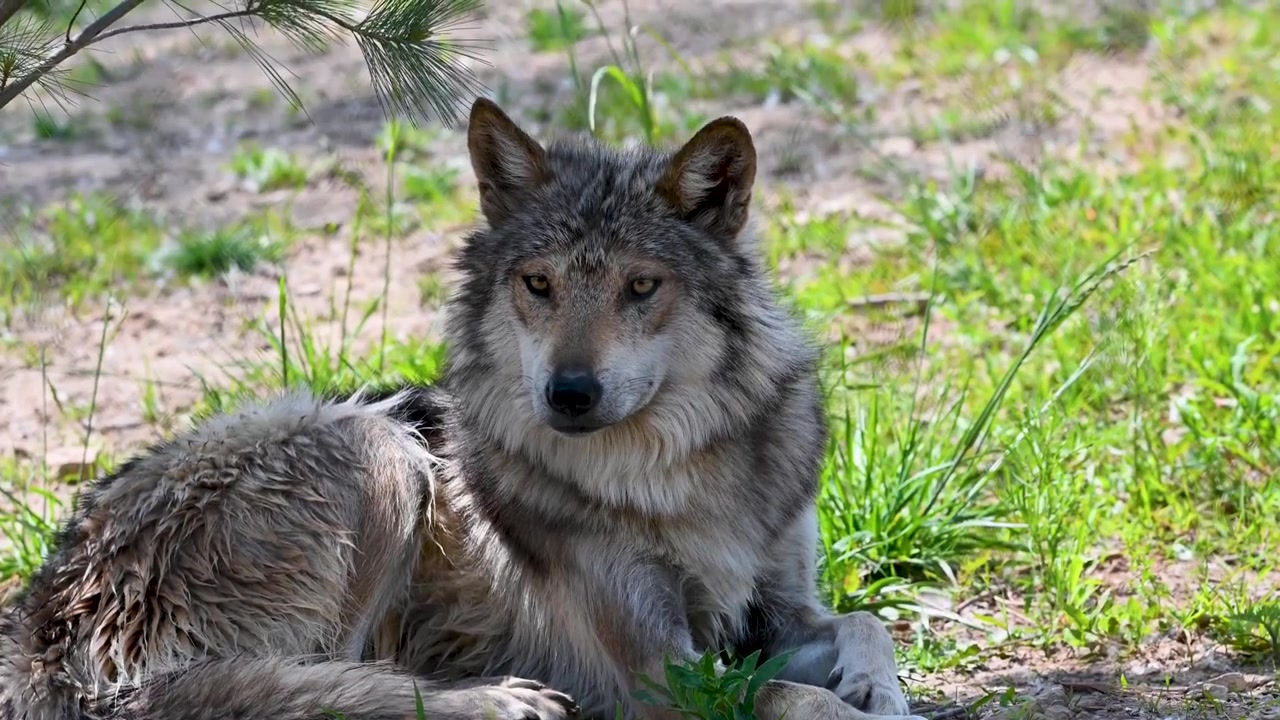 Wolf laying on grass in natural setting.
