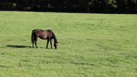 a single horse calmly grazing in a sunny field