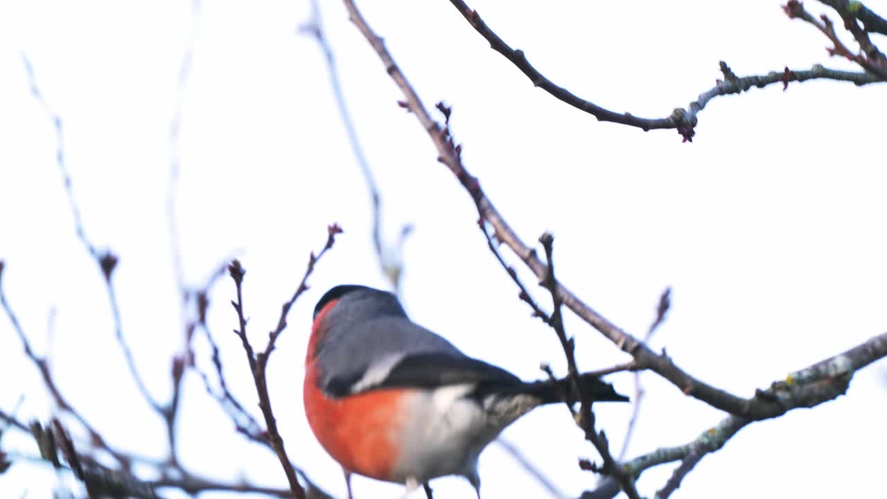 Eurasian bullfinch delicately balances on perch while eating peach buds
