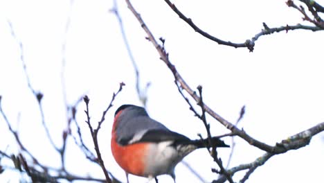 Eurasian-bullfinch-delicately-balances-on-perch-while-eating-peach-buds