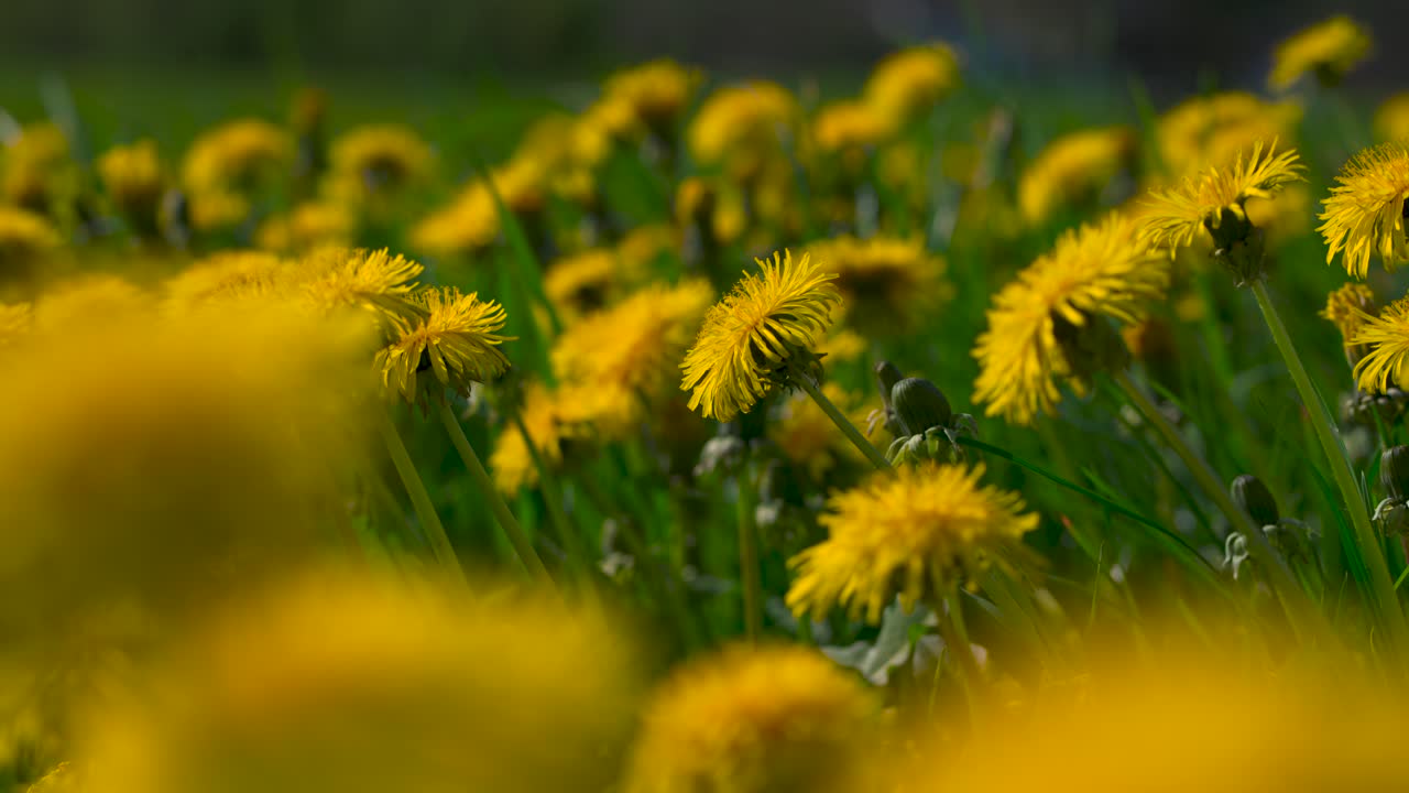 flores de diente de león en primavera, pétalos amarillos al sol en un campo verde