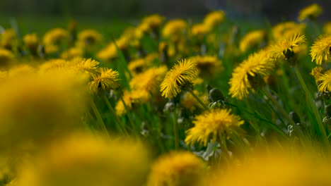 Dandelion-flowers-in-springtime,-yellow-petals-in-the-sun-on-a-green-field