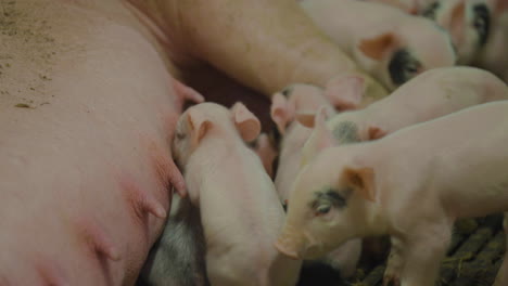 breast feeding of baby pigs